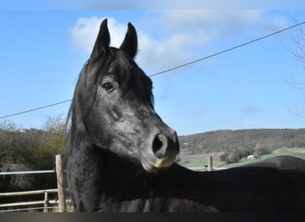 Koń czystej krwi arabskiej, Wałach, 6 lat, 154 cm, Kara