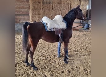 Koń czystej krwi arabskiej, Wałach, 6 lat, 155 cm, Gniada