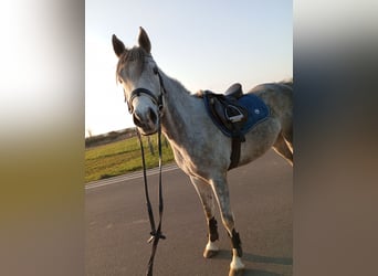Koń czystej krwi arabskiej, Wałach, 6 lat, 155 cm, Stalowosiwy