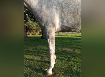 Koń czystej krwi arabskiej, Wałach, 6 lat, 156 cm