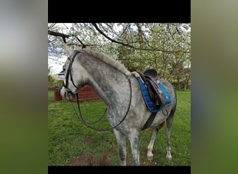 Koń czystej krwi arabskiej, Wałach, 6 lat, 156 cm, Stalowosiwy