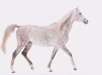 Koń czystej krwi arabskiej, Wałach, 6 lat, 161 cm, Siwa