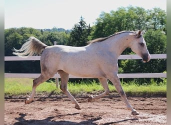 Koń czystej krwi arabskiej, Wałach, 6 lat, 162 cm, Siwa jabłkowita