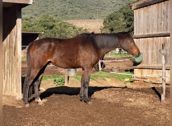 Koń czystej krwi arabskiej, Wałach, 6 lat, 165 cm, Gniada