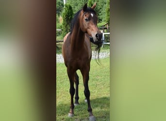 Koń czystej krwi arabskiej, Wałach, 7 lat, 152 cm, Gniada