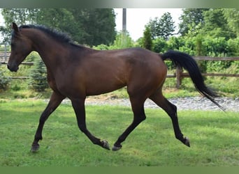 Koń czystej krwi arabskiej, Wałach, 7 lat, 152 cm, Gniada