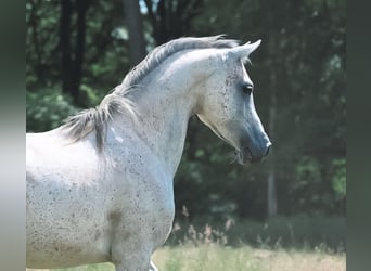 Koń czystej krwi arabskiej, Wałach, 7 lat, 152 cm, Siwa