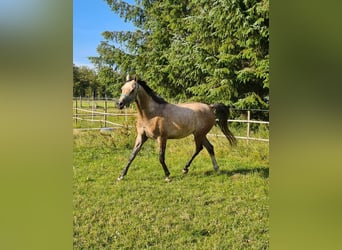 Koń czystej krwi arabskiej, Wałach, 7 lat, 153 cm, Siwa w hreczce