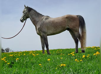 Koń czystej krwi arabskiej, Wałach, 7 lat, 157 cm, Może być siwy