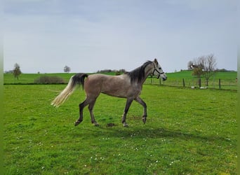 Koń czystej krwi arabskiej, Wałach, 7 lat, 157 cm, Może być siwy
