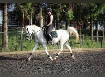 Koń czystej krwi arabskiej, Wałach, 8 lat, 150 cm, Siwa