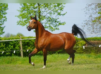 Koń czystej krwi arabskiej, Wałach, 8 lat, 154 cm, Gniada