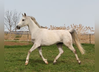 Koń czystej krwi arabskiej, Wałach, 9 lat, 153 cm, Siwa