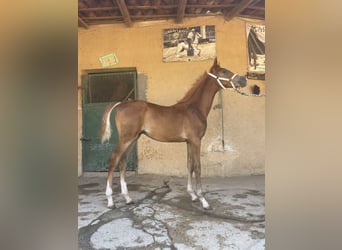 Koń czystej krwi arabskiej, Wałach, Źrebak (02/2024), 90 cm, Kasztanowata
