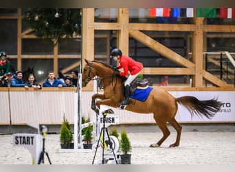 Koń doński, Klacz, 10 lat, 165 cm, Ciemnokasztanowata