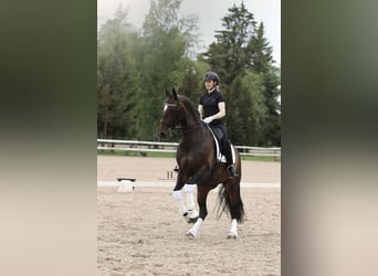 Koń fiński, Klacz, 10 lat, 170 cm, Gniada