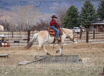 Koń fiordzki, Klacz, 10 lat, 147 cm, Bułana