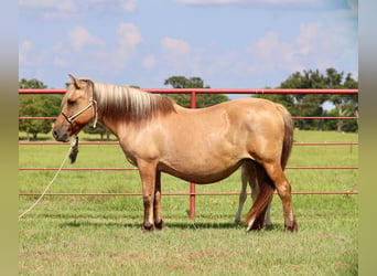 Koń fiordzki, Klacz, 11 lat, 142 cm, Bułana