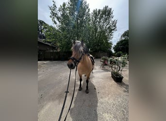 Koń fiordzki, Klacz, 11 lat, 145 cm