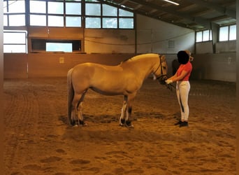 Koń fiordzki, Klacz, 11 lat, 150 cm, Bułana