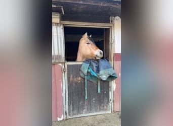 Koń fiordzki, Klacz, 11 lat, 150 cm, Bułana