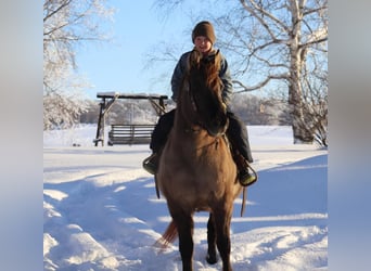 Koń fiordzki Mix, Klacz, 12 lat, 142 cm, Grullo