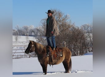 Koń fiordzki Mix, Klacz, 12 lat, 142 cm, Grullo