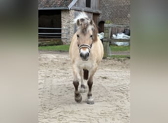 Koń fiordzki, Klacz, 12 lat, 143 cm
