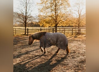 Koń fiordzki, Klacz, 13 lat, 142 cm, Gniada