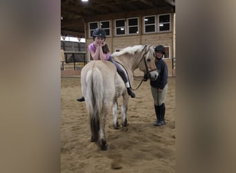 Koń fiordzki, Klacz, 13 lat, 142 cm, Jelenia