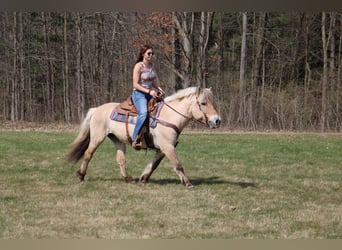 Koń fiordzki, Klacz, 13 lat, 142 cm, Jelenia