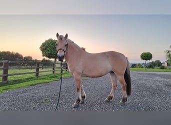 Koń fiordzki, Klacz, 13 lat, 146 cm, Bułana