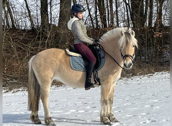 Koń fiordzki, Klacz, 13 lat, 146 cm, Bułana