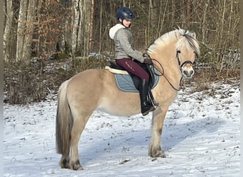 Koń fiordzki, Klacz, 13 lat, 146 cm, Bułana