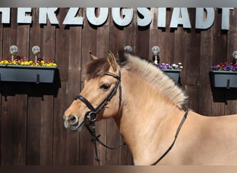 Koń fiordzki, Klacz, 14 lat, 133 cm, Bułana