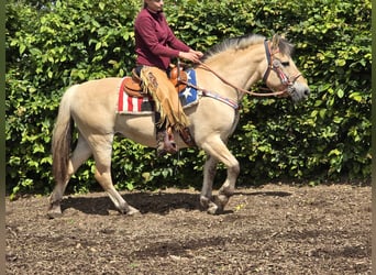 Koń fiordzki, Klacz, 14 lat, 149 cm, Bułana