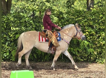Koń fiordzki, Klacz, 14 lat, 149 cm, Bułana