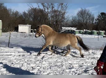 Koń fiordzki, Klacz, 15 lat, 147 cm, Bułana