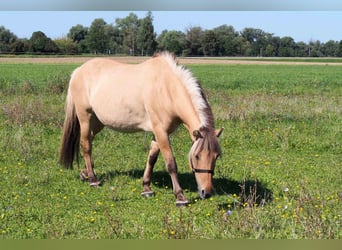 Koń fiordzki, Klacz, 16 lat, 148 cm