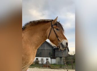 Koń fiordzki Mix, Klacz, 16 lat, 155 cm, Bułana