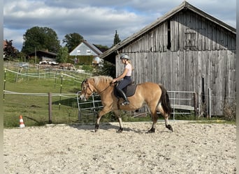 Koń fiordzki Mix, Klacz, 16 lat, 155 cm, Bułana