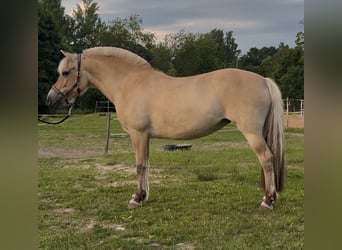 Koń fiordzki, Klacz, 17 lat, 143 cm