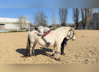 Koń fiordzki, Klacz, 18 lat, 140 cm, Bułana