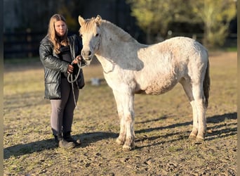 Koń fiordzki, Klacz, 1 Rok, 130 cm, Bułana
