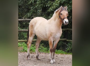 Koń fiordzki, Klacz, 1 Rok, 139 cm