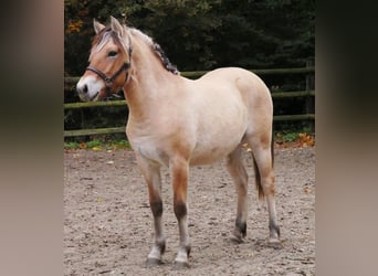 Koń fiordzki, Klacz, 1 Rok, 139 cm