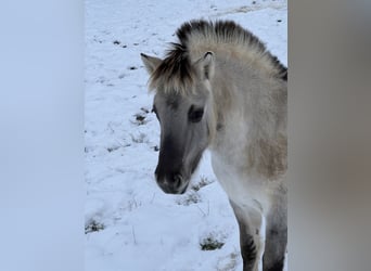 Koń fiordzki, Klacz, 1 Rok, 150 cm, Bułana