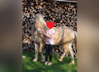 Koń fiordzki, Klacz, 25 lat, 146 cm, Bułana