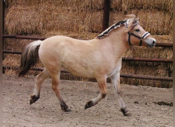 Koń fiordzki, Klacz, 2 lat, 138 cm