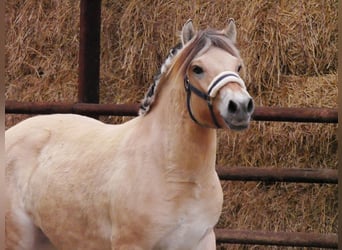 Koń fiordzki, Klacz, 2 lat, 138 cm